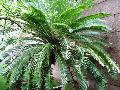 Giant Dioon, Gum Palm / Dioon spinulosum